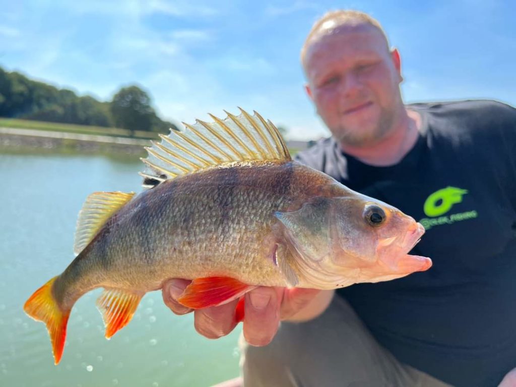 "Schönstes Barschfoto" - Team Olek Fishing